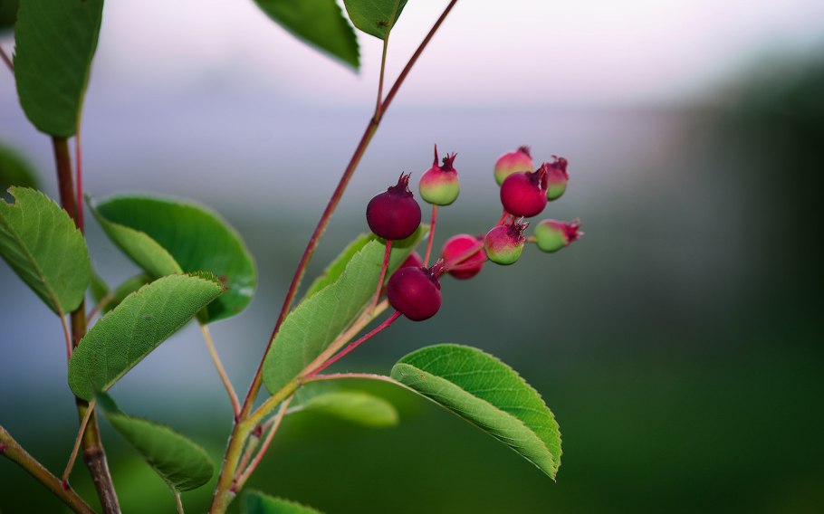 Ирга Ламарка балерина