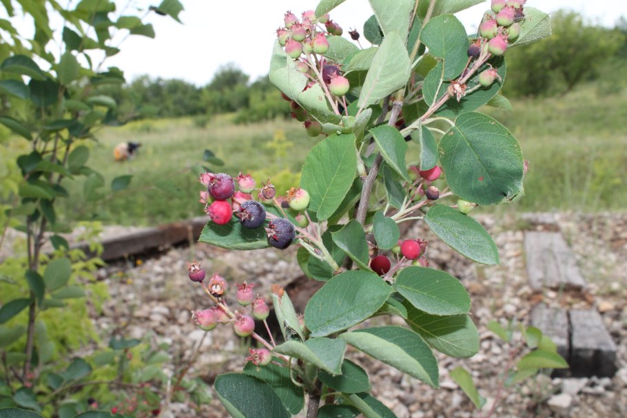 Клен Гиннала изгородь