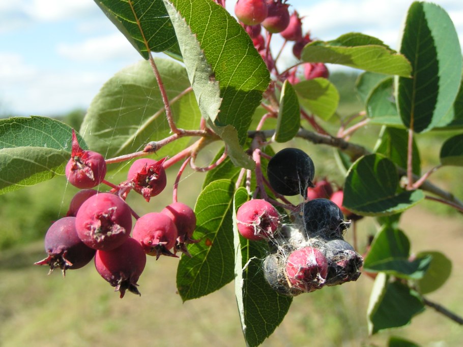 Ирга «Ballerina» листва