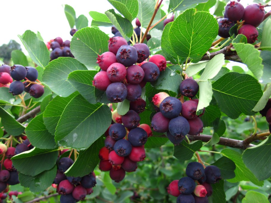 Ирга ольхолистная