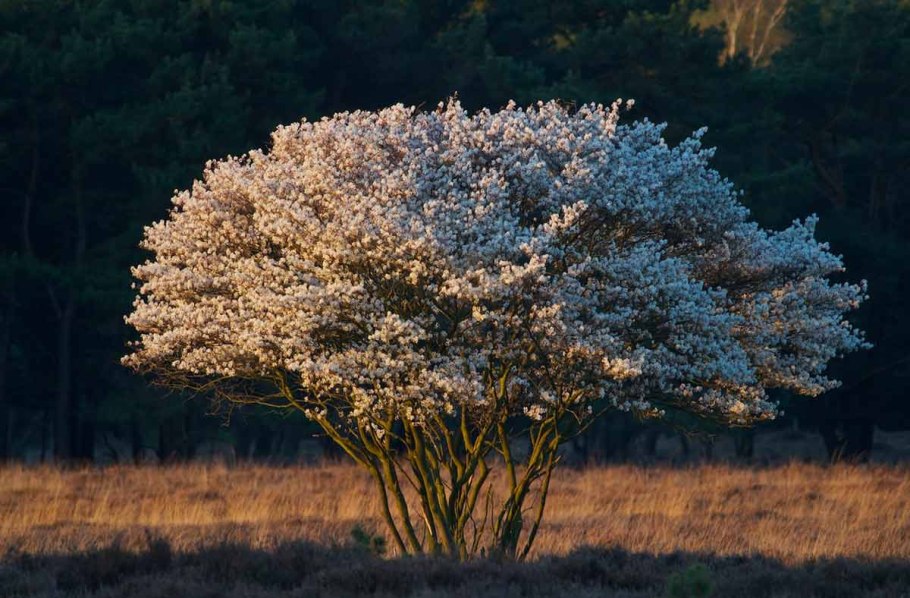 Ирга ламарка amelanchier lamarckii