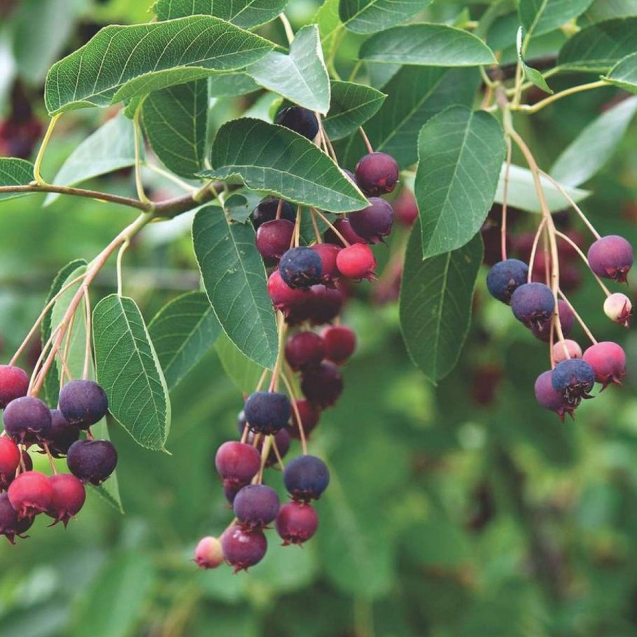 Ирга Ламарка (Amelanchier lamarckii)