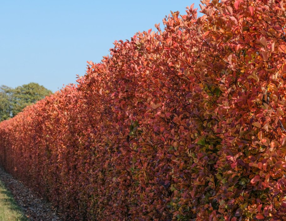 Ирга канадская "Ламарка" (Amelanchier lamarckii)