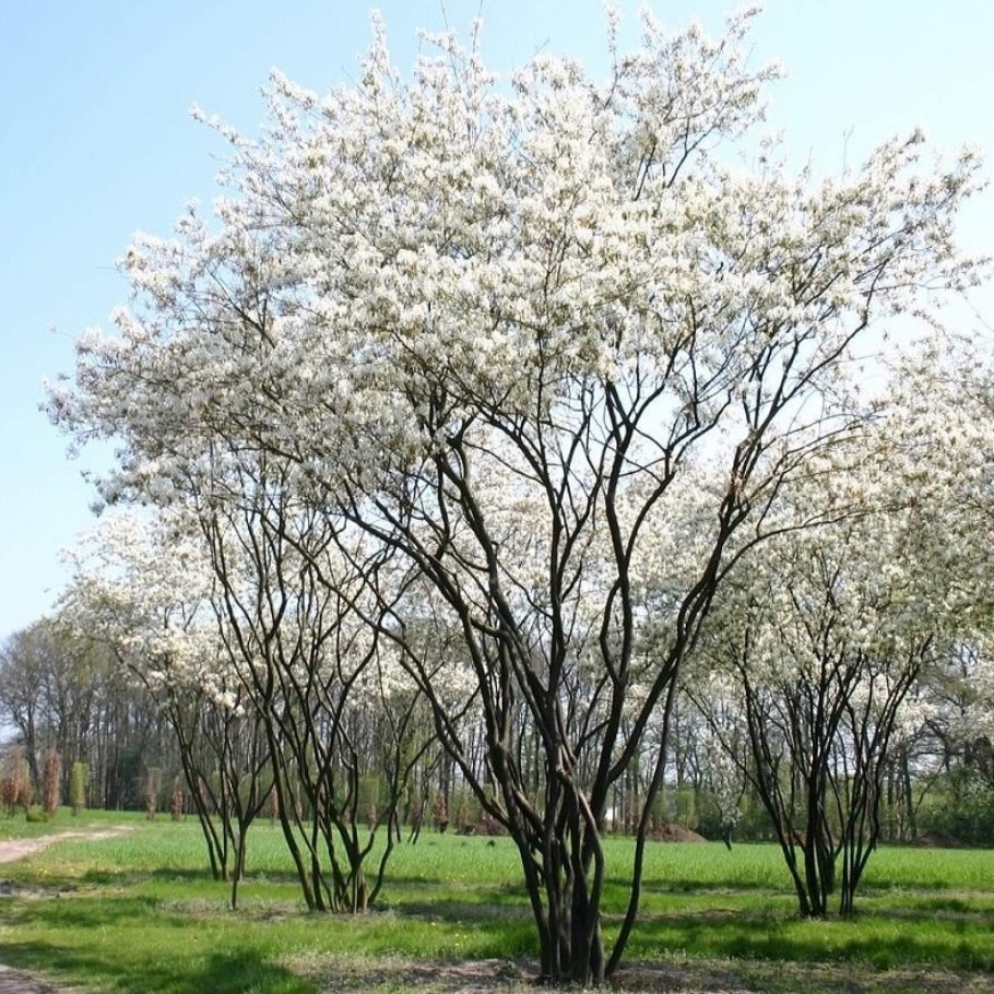 Боярышник куст