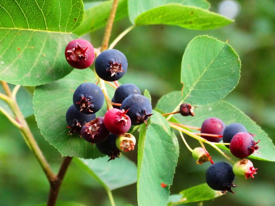 Ирга коринка