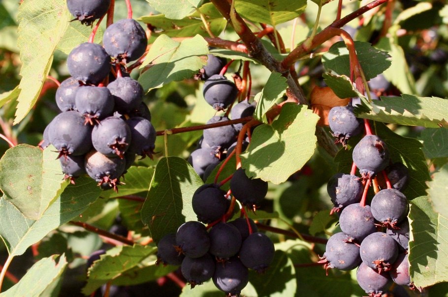 Ирга канадская Ламарка Живая изгородь