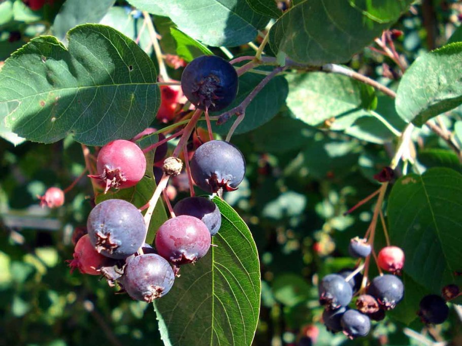 Ирга канадская «Слейт»