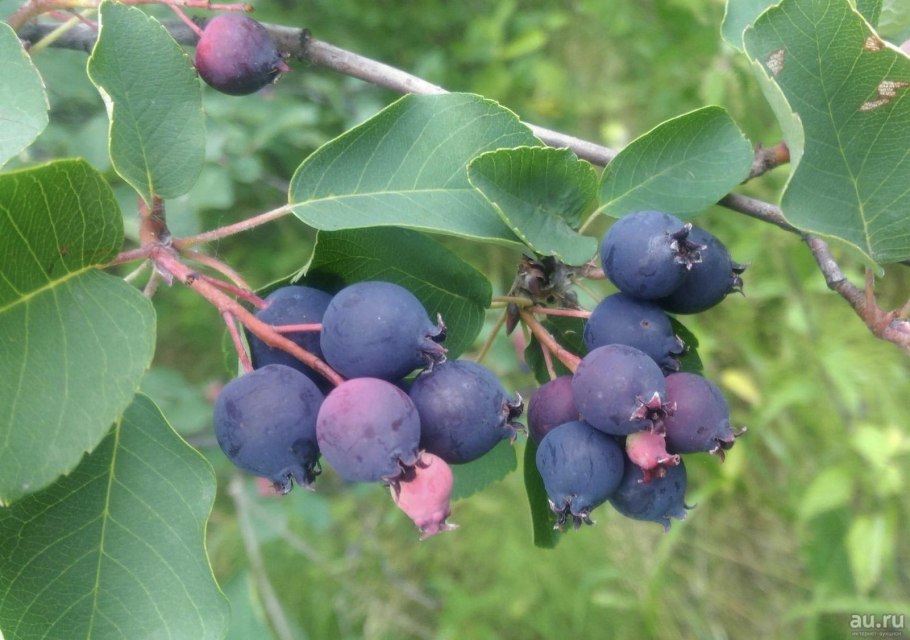 Amelanchier canadensis листья