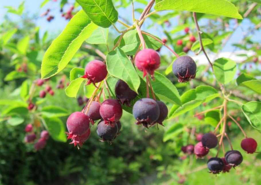 Ирга ламарка ягоды