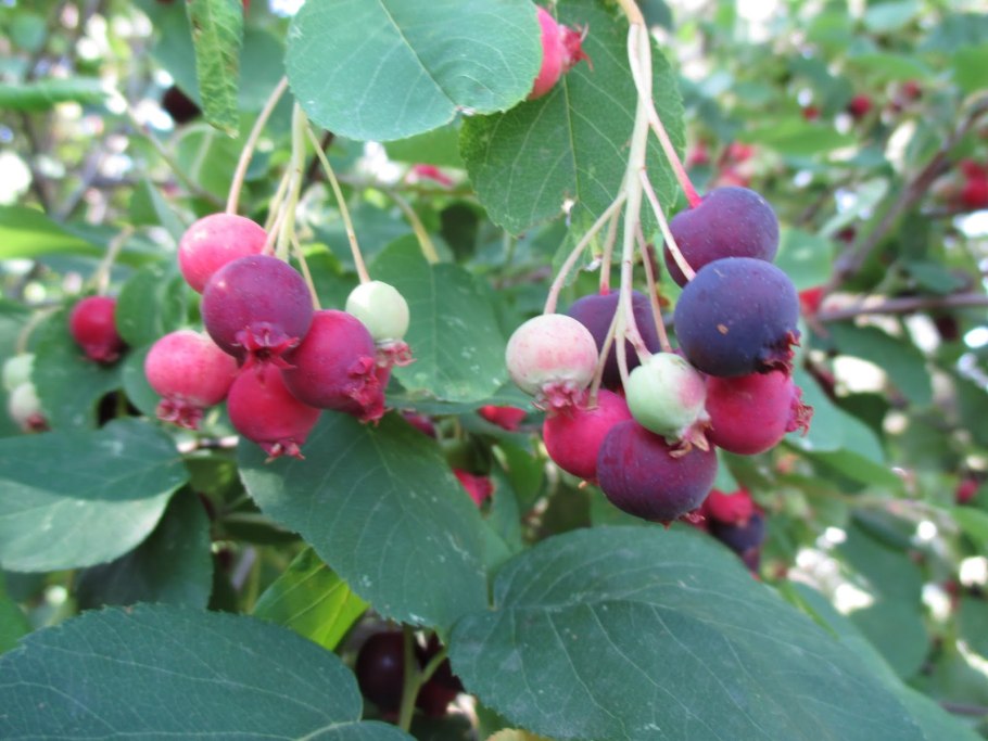 Ирга канадская ягоды