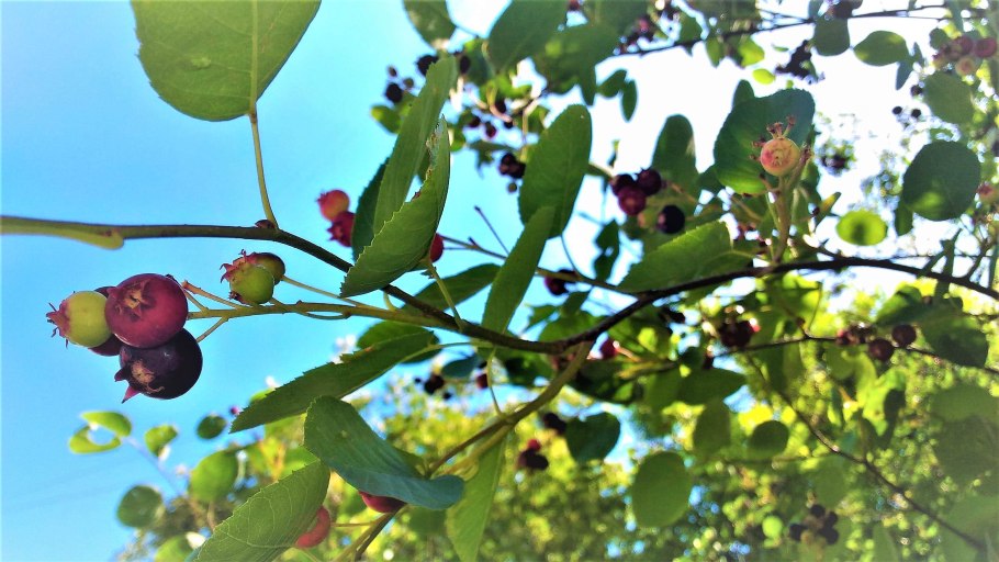 Ирга коринка