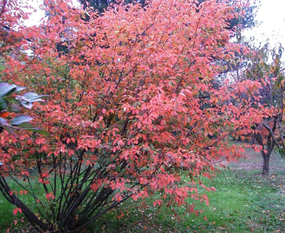 Ирга ламарка