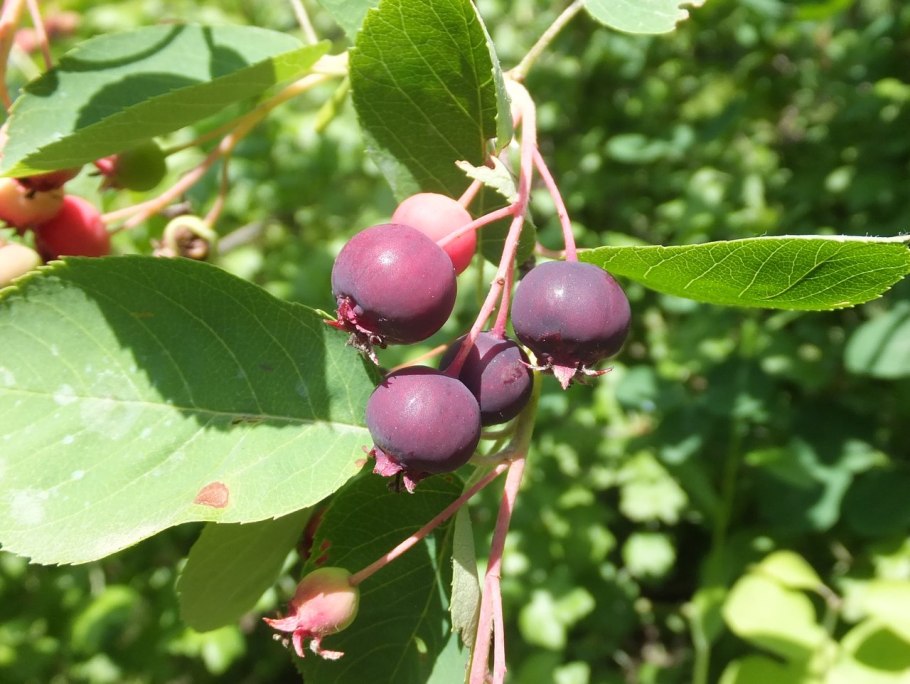 Ирга круглолистная осенью