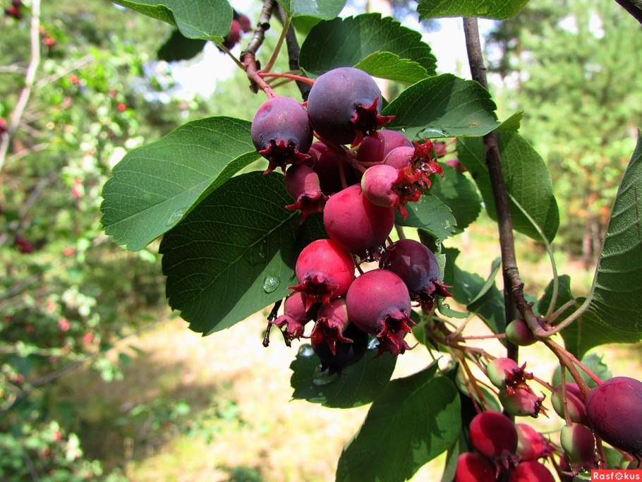 Ягодное дерево ирга