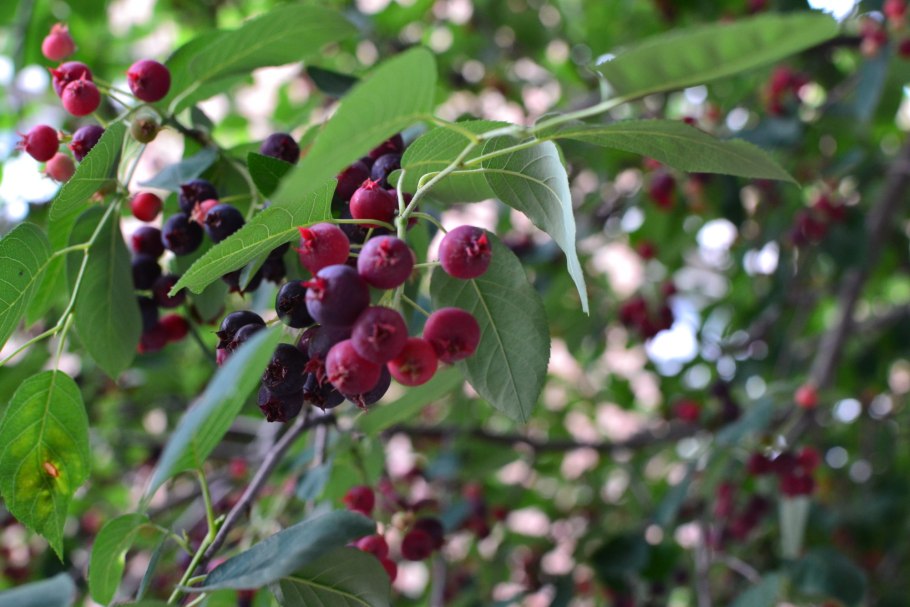 Amelanchier lamarckii