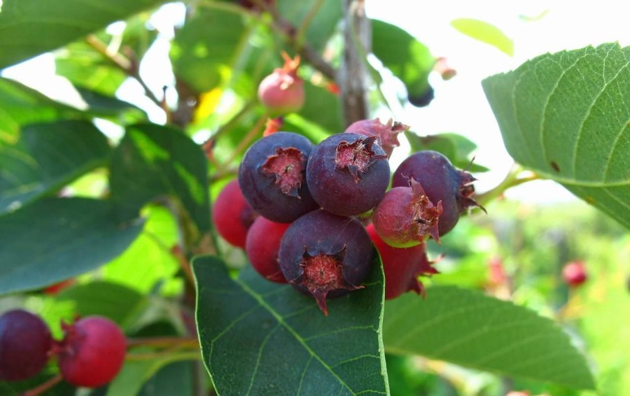 Ирга с красными ягодами