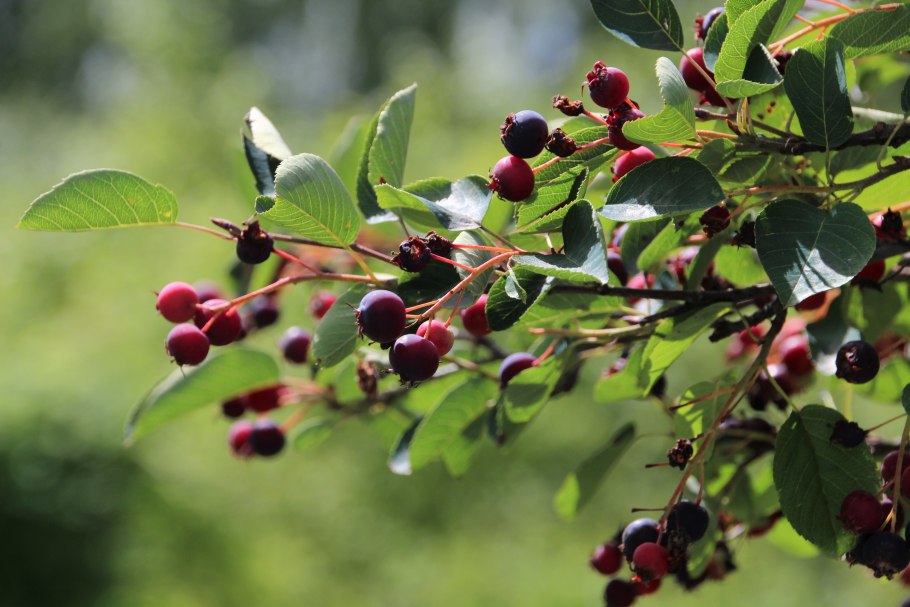 Ирга колосистая Amelanchier spicata