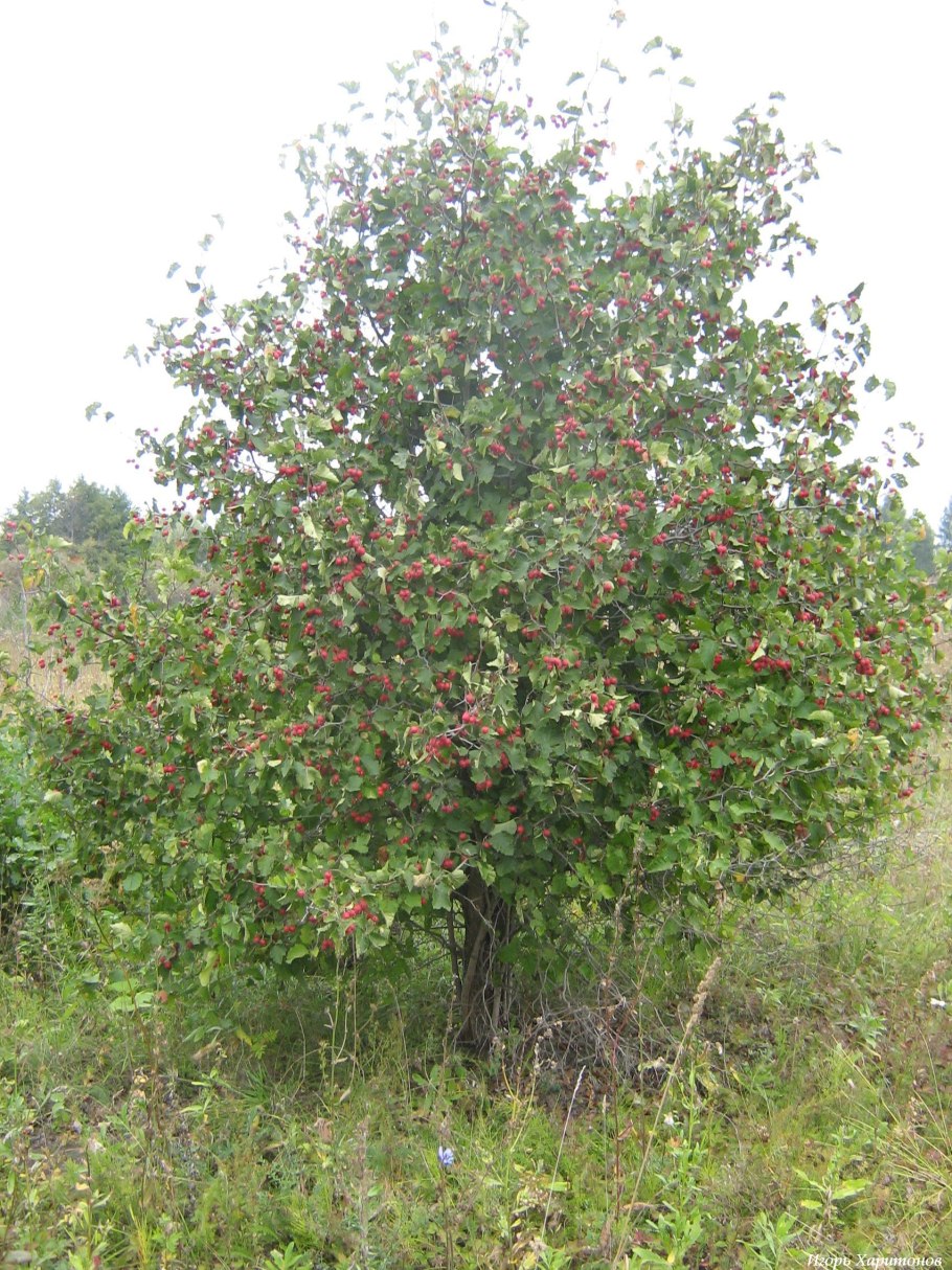 Боярышник сибирский кроваво-красный