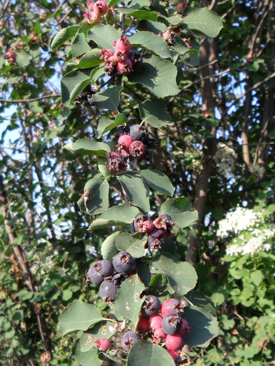 Ирга ягода куст