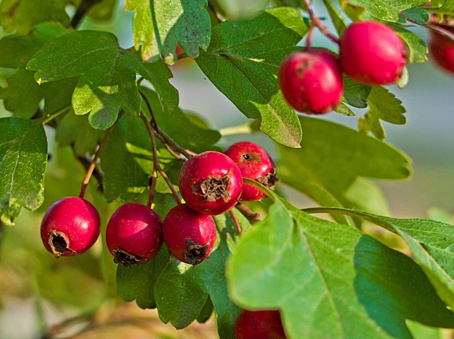Боярышник обыкновенный (crataegus monogyna)
