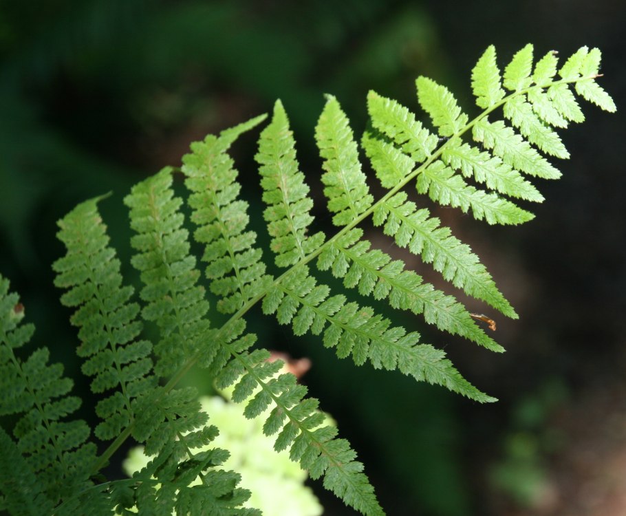 Кочедыжник Альпийский
