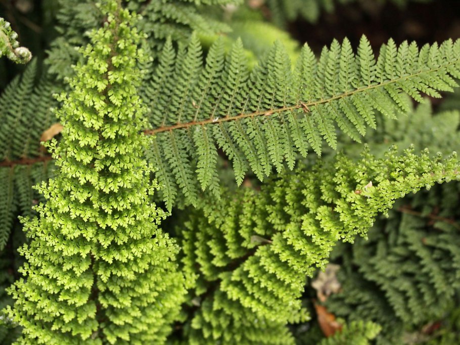 Кочедыжник ниппонский