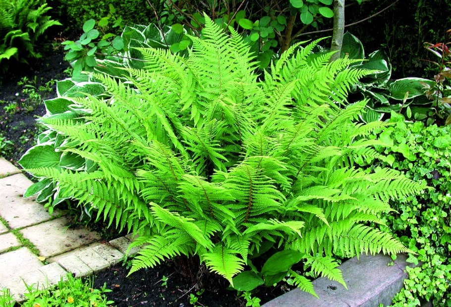 Папоротник Athyrium filix-Femina
