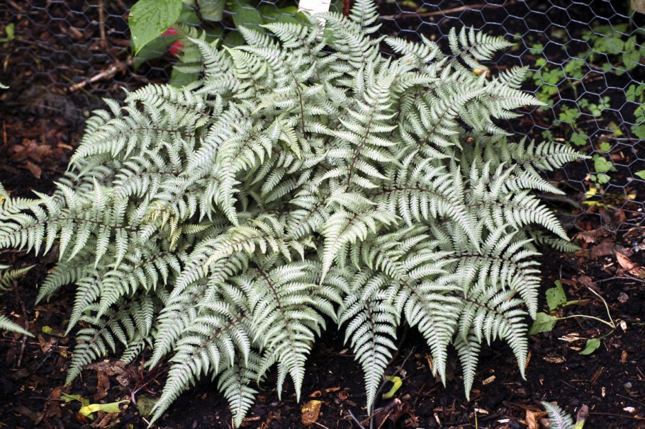 Папоротник кочедыжник металликум