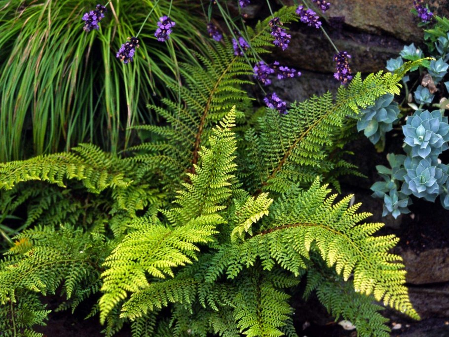 Athyrium filix-Femina Lady in Red