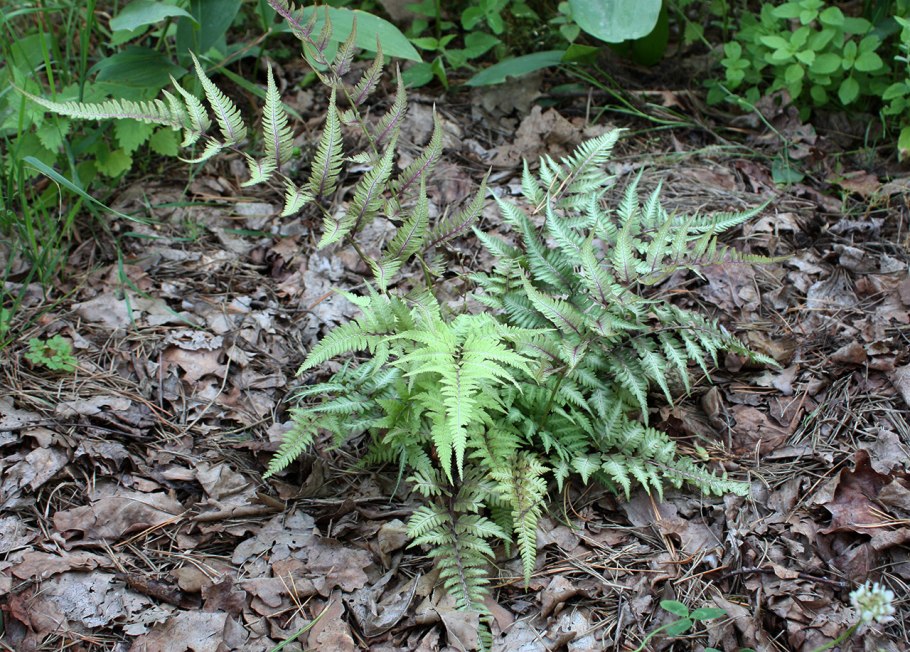 Папоротник кочедыжник ниппонский