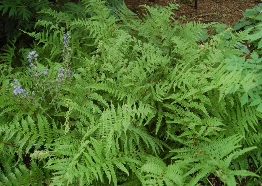 Кочедыжник Красночерешковый Athyrium rubripes