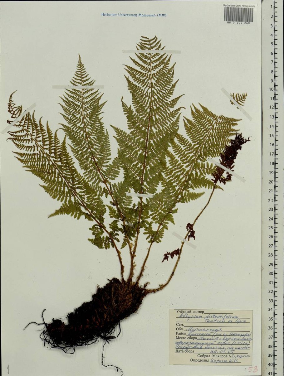 Athyrium distentifolium