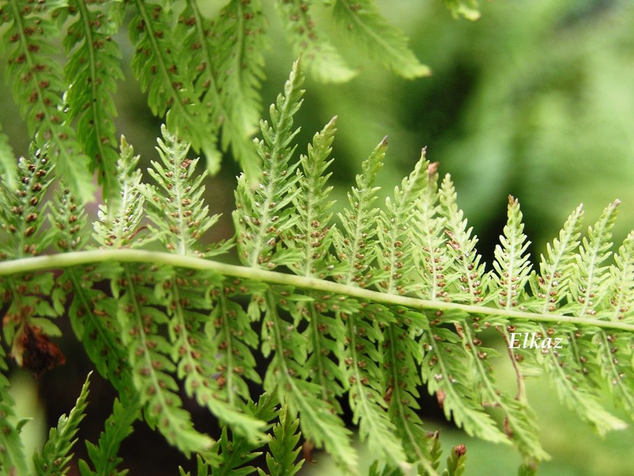 Кочедыжник фризелли