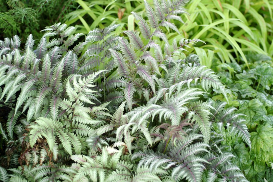 Кочедыжник metallicum pictum