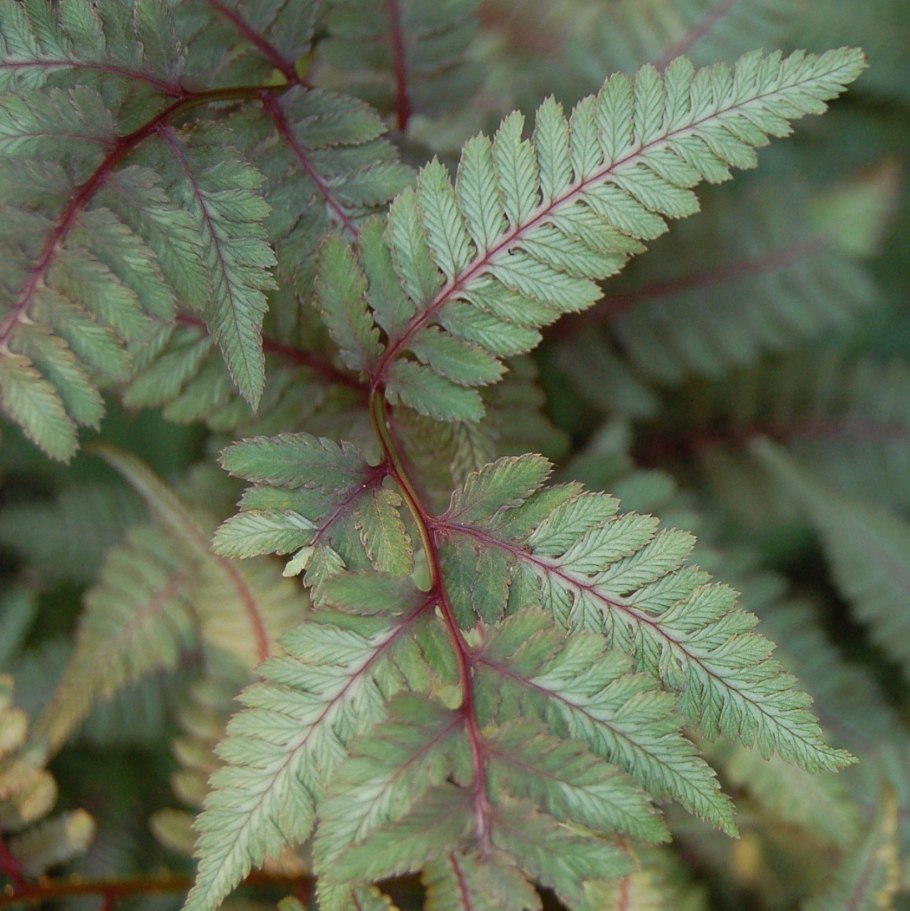 Athyrium niponicum pictum