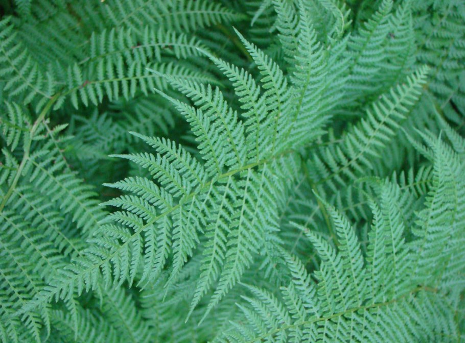 Athyrium otophorum