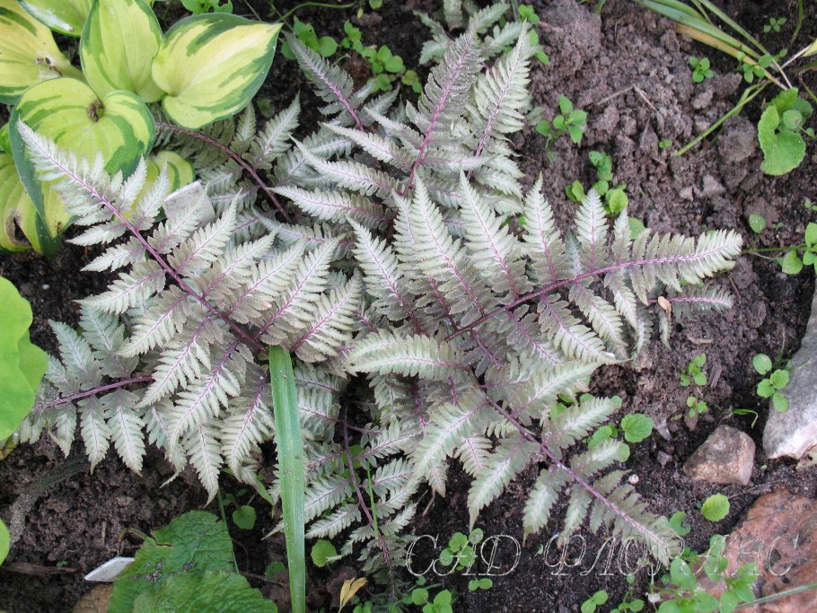 Кочедыжник урсулас ред