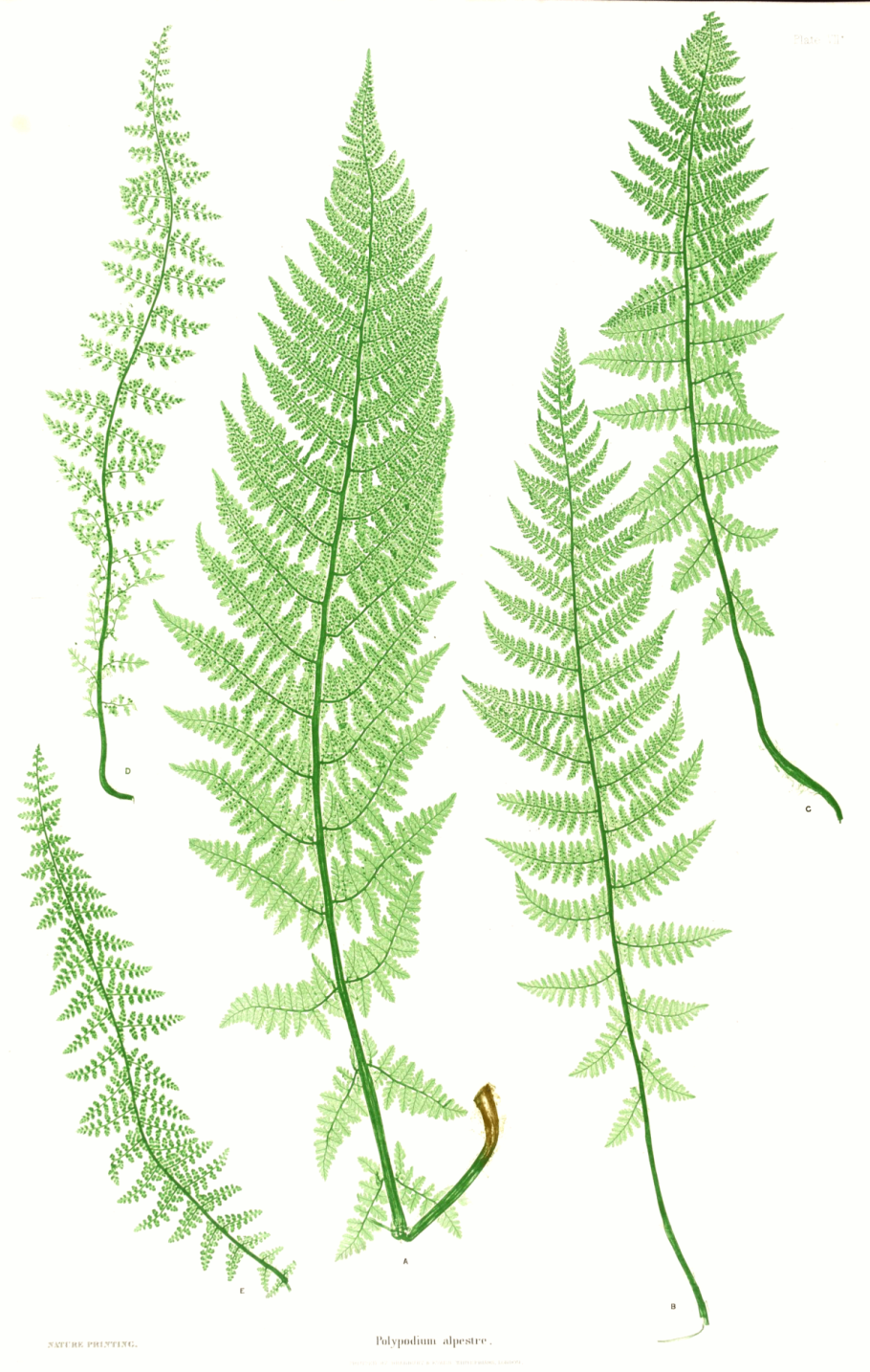 Athyrium spicatum