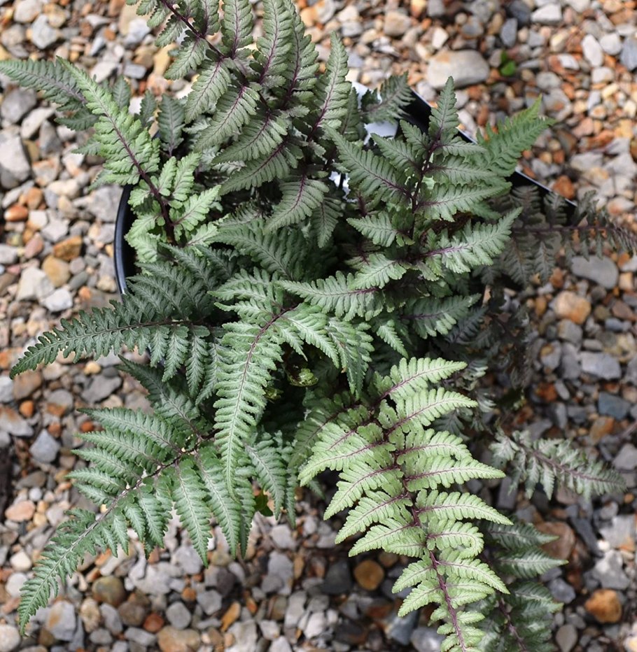 Кочедыжник металликум