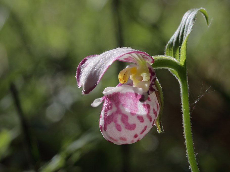 Венерин башмачок крупноцветковый - Cypripedium macranthon
