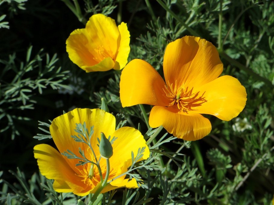 Калифорнийский Мак (эшшольция)