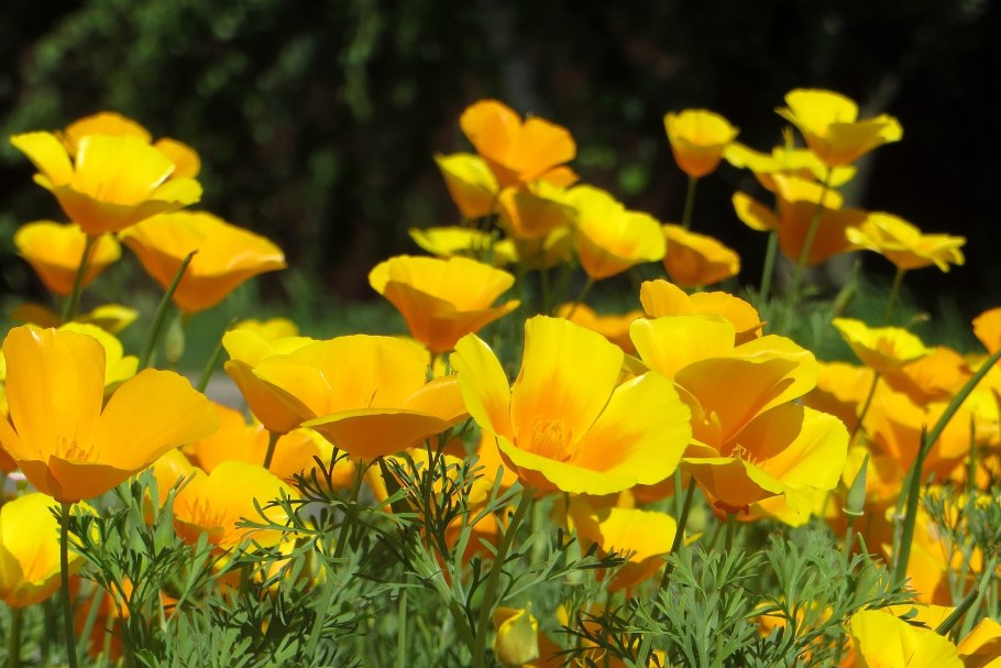 Калифорнийский Мак (эшшольция)