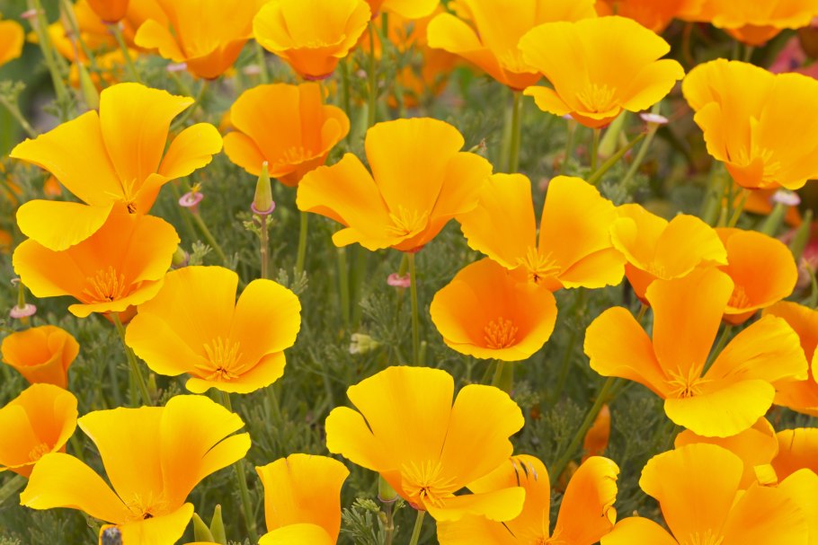 Эшшольция Земляничная Поляна