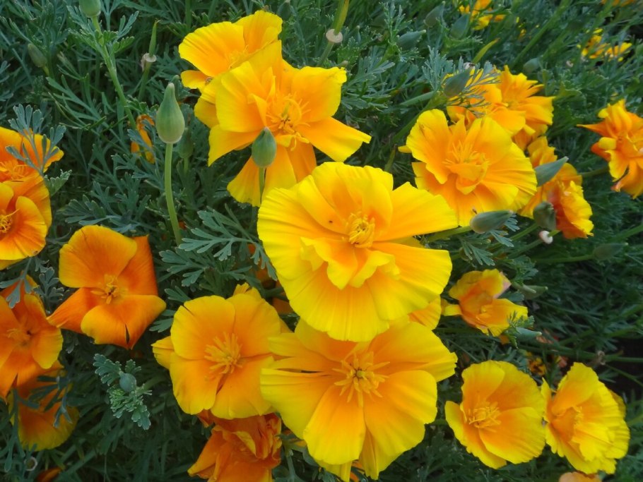 Эшшольция карминный король