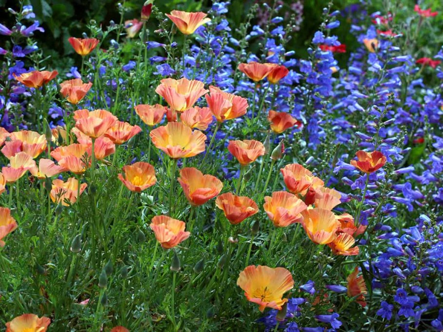California poppy