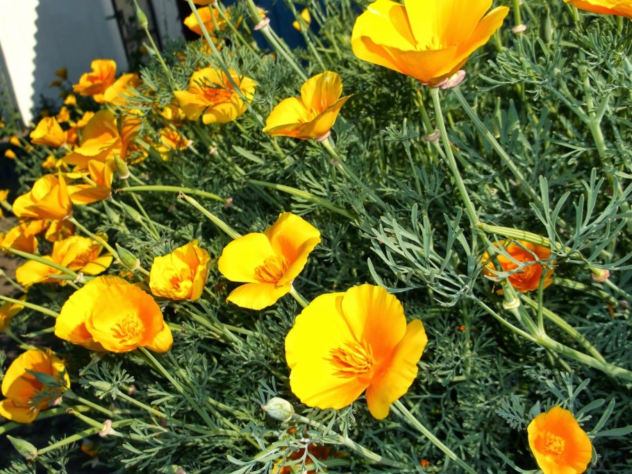 Эшшольция Калифорнийская Калифорния