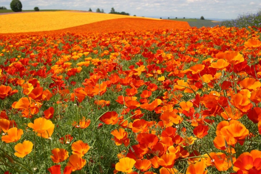 Калифорнийский мак (эшшольция)