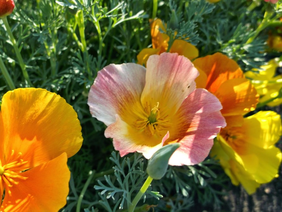 Эшшольция нефертити