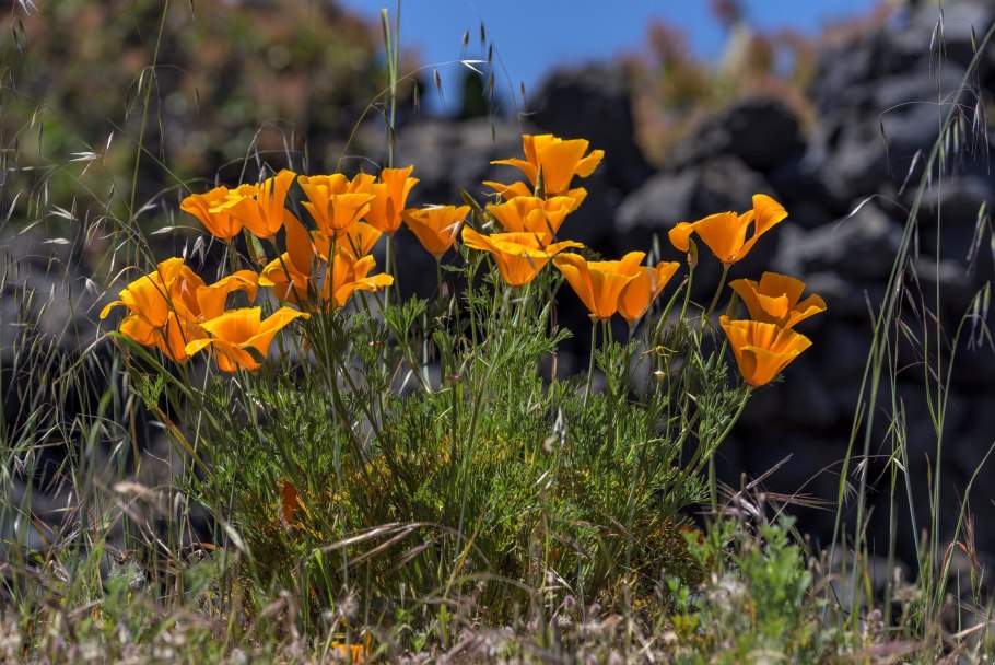 Эшшольция Калифорнийская смесь