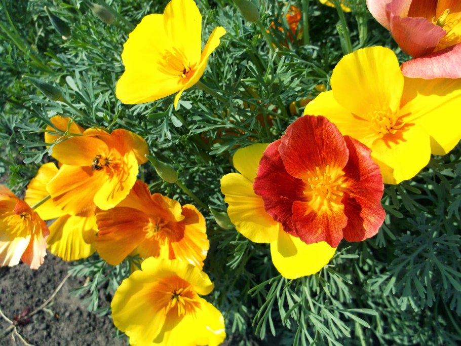 Эшшольция калифорнийская махровая